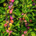 Heavy fruit set of Santa Rosa Plum