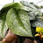 scindapsus  exotica close up