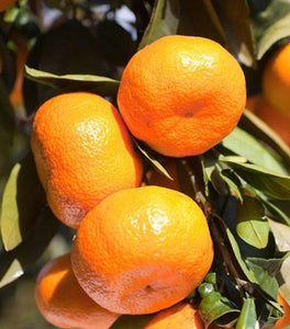 Satsuma Tangerine Tree