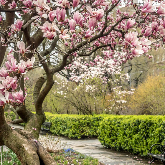 stunning spring blooms on saucer magnolia