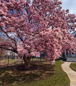 Saucer Magnolia