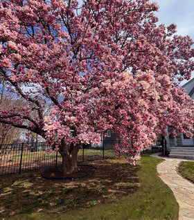 Saucer Magnolia