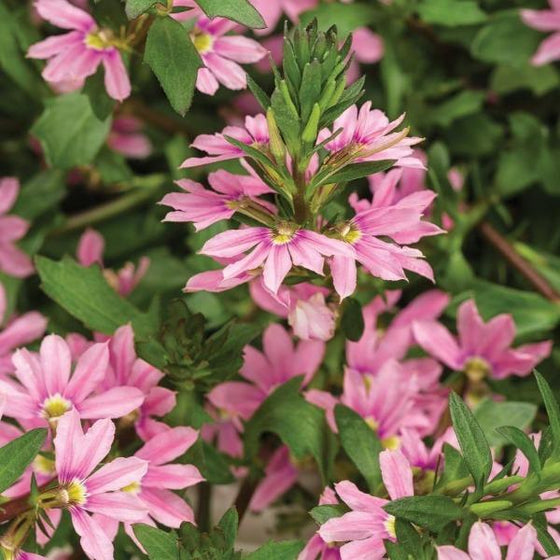 bright pink flower of the annual Scaevola Whirlwind Pink Plants