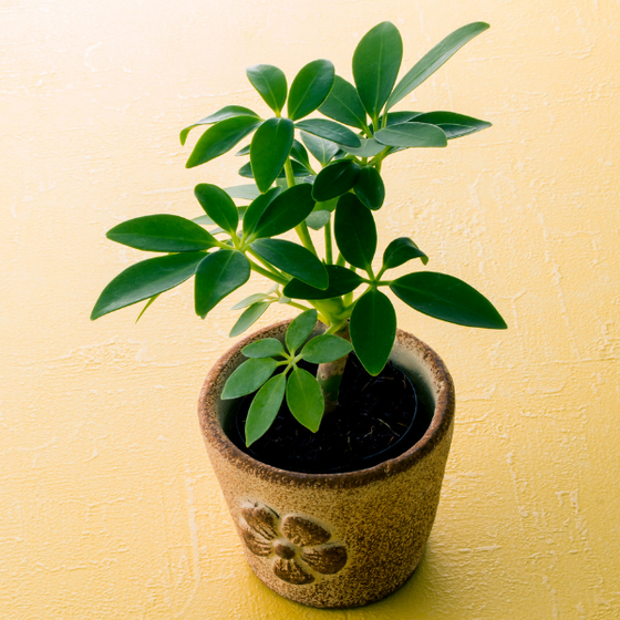 Schefflera Amate has leaf clusters with 6 bright green leaves