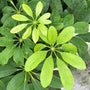 new growth on the schefflera arboricola