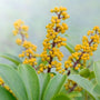 close up of the gold berries of the umbrella tree plant