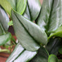 scindapsus treubii moonlight silvery foliage