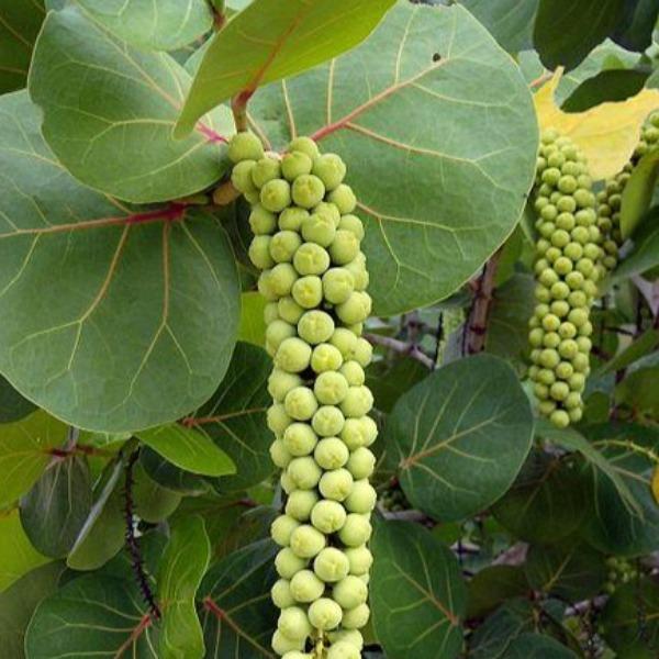 sea grape vs fiddle leaf fig Sea Grape Plants