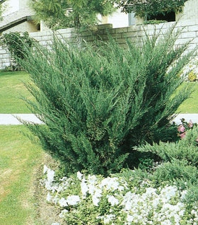 Sea Green Juniper