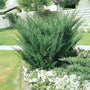 Large Sea Green Juniper shrub