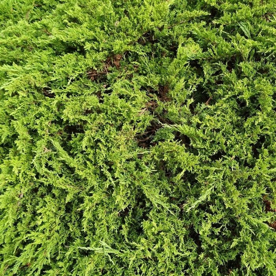 Large Sea Green Juniper shrub evergreen foliage
