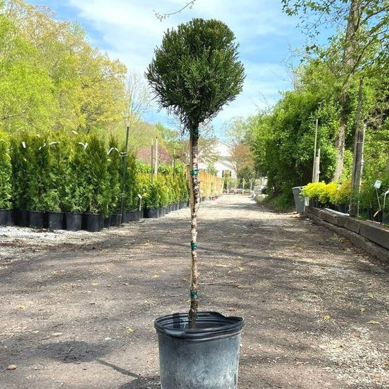 sea green juniper one ball tree topiary tree form from the nursery