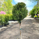 one ball topiary has white bark and deep evergreen foliage