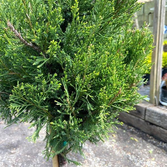 close look at the bright green foliage of the sea green juniper one ball topiary