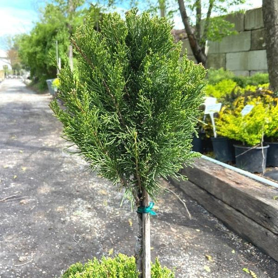 close look at the bright evergreen foliage of the sea green juniper topiary