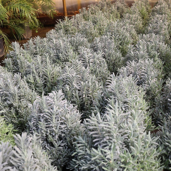 lavender topiaries