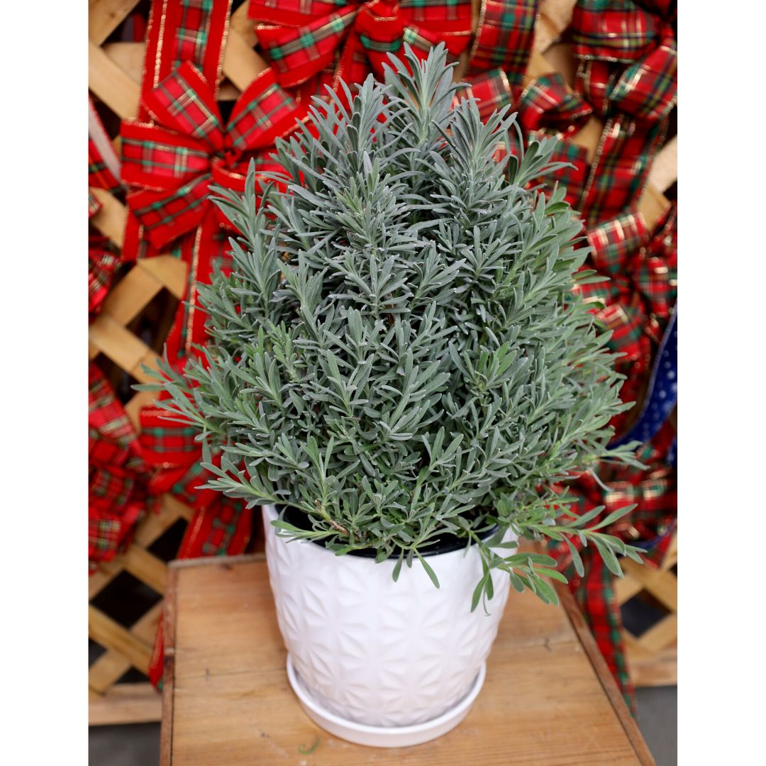 lavender tree topiary Lavender Topiary (Lavandula x intermedia ‘Provence’)