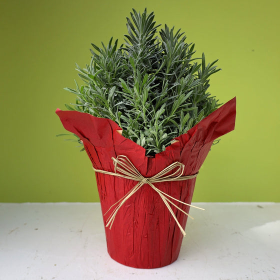 holiday lavender topiary