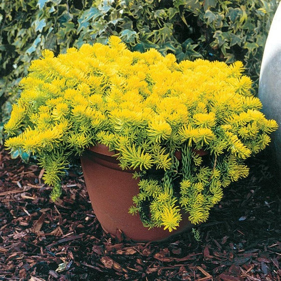 Sedum angelina gron in a container