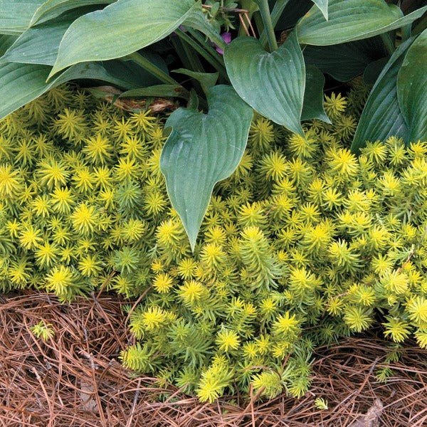 angelina bush succulent Sedum | Angelina Stonecrop