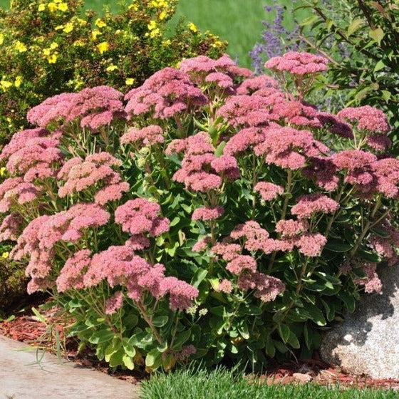 pink blooming sedum autumn joy in the mixed border garden