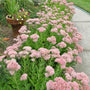 Autumn Joy Stonecrop in the mixed border