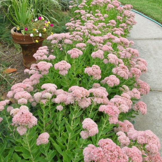 Autumn Joy Stonecrop in the mixed border