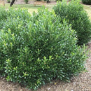 Shamrock Inkberry Holly