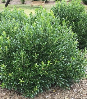 Shamrock Inkberry Holly