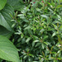 Shamrock holly shrub growing with hydrangeas