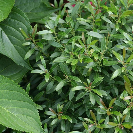 Shamrock holly shrub growing with hydrangeas