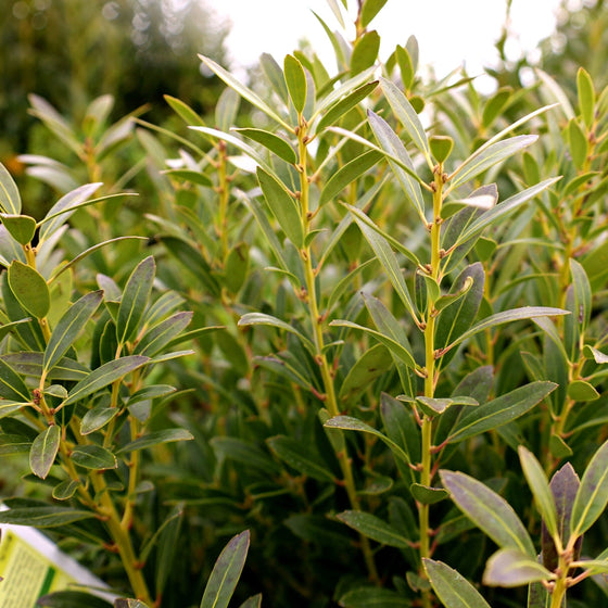 shamrock inkberry holly close up evergreen foliage