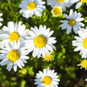 white flowers with yellow centers on Shasta Daisy cream puff flowers