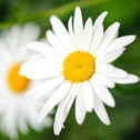close up of Shasta Daisy cream puff flower that is white and has a bright yellow center with blurred background