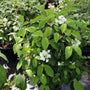 shasta viburnum in bloom