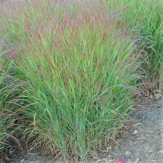 shenandoah swicth grass has bright green foliage and red plumes