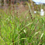 Shenandoah switch grass close up