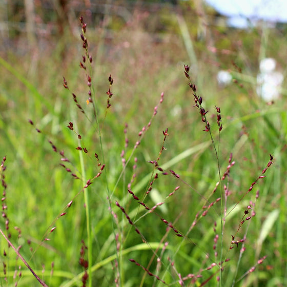 Shenandoah switch grass close up