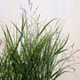 Shenandoah switch grass