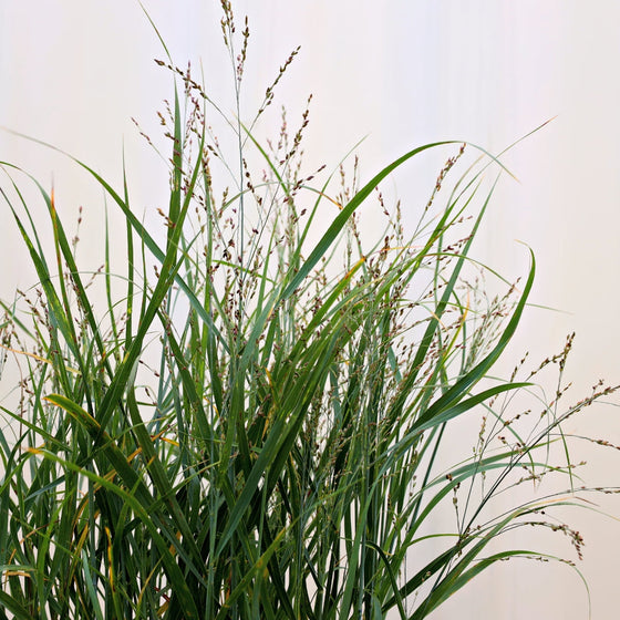 Shenandoah switch grass