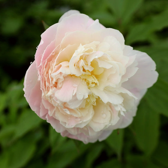 shirley temple peony