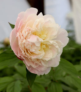 Shirley Temple Peony