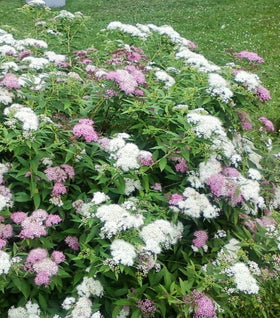 Shirobana Spirea