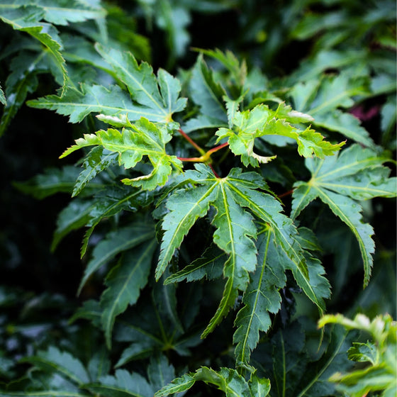 close up look at unique deep green intricate foliage on shishigashira japanese maple tree