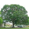 A well branched Shumardi oak Tree
