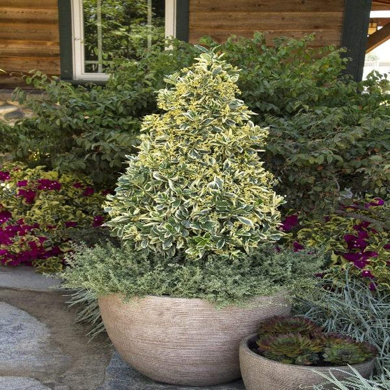 Silver King Euonymus trimmed into a topiary