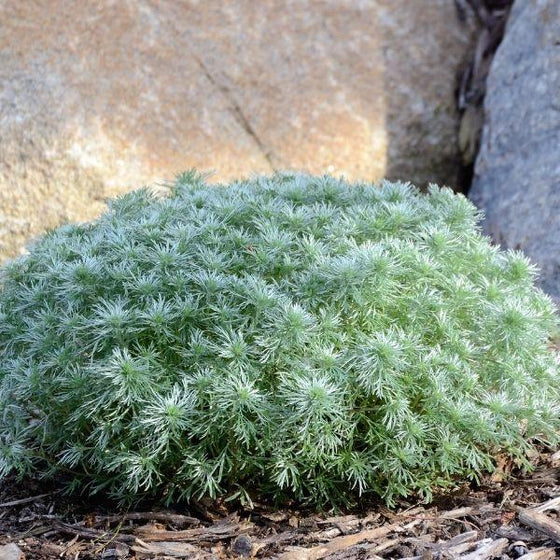 astemisia silver mound has a mounding growth habit