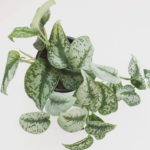 silver pothos plant for sale Pothos Silver Satin 6"