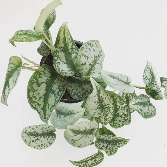 Silver Satin Pothos Plants silver splashed leaves with green backround on trailing stems