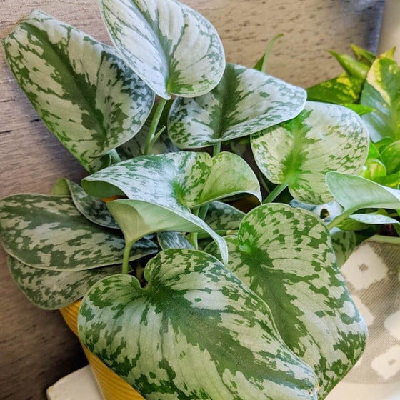 silver satin pothos has grey and silver variegated leaves